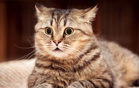 Удивленный серый кот лежит на диване