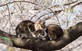 Два кота сидят на цветущей весенней ветке 