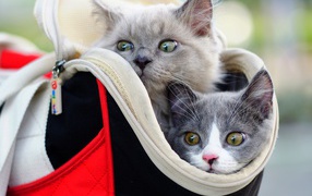 Два котенка выглядывают из сумки 