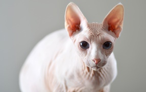 Белый кот породы сфинкс на сером фоне