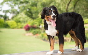 Щенок породы Бернский зенненхунд  с высунутым языком