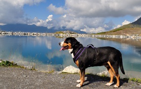 Бернский зенненхунд  с высунутым языком у воды 