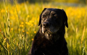 Большой черный лабрадор сидит в зеленой траве