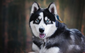 Голубоглазый хаски с высунутым языком