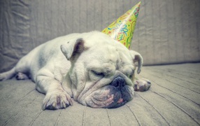 Бульдог спит в праздничном колпаке