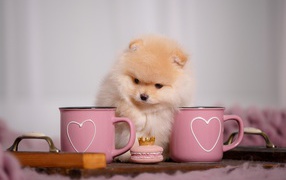 Милый померанский шпиц с розовыми кружками