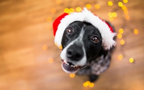 Морда пса в новогодней шапке