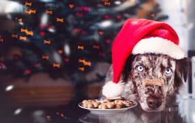 Собака в красной новогодней шапке с печеньем 
