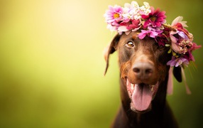 Собака с открытой пастью с венком на голове 