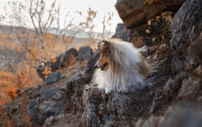 Пушистая собака лежит на камнях 