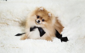 Пушистый шпиц с черным бантом на кровати