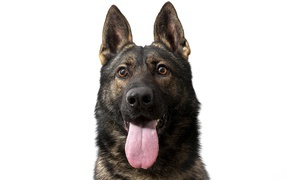 Немецкая овчарка  с высунутым языком