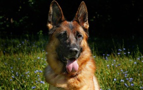 Немецкая овчарка с высунутым языком на зеленой траве