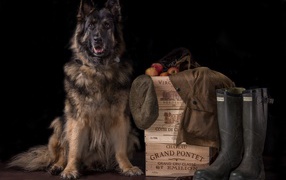 Немецкая овчарка на черном фоне охраняет вещи и ящики с яблоками