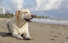 Золотистый ретривер загорает на пляже у воды 