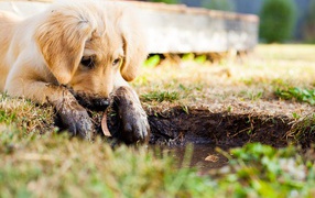 Золотистый ретривер с грязными лапами у лужи 