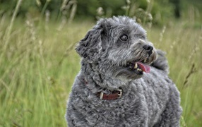 Серый маленький пудель с высунутым языком в траве