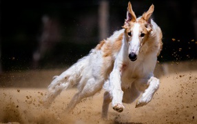 Собака породы борзая бежит по песку