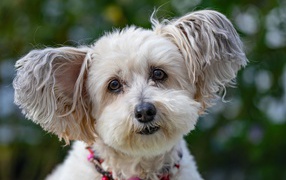 Спешная породистая собака с мохнатыми ушами