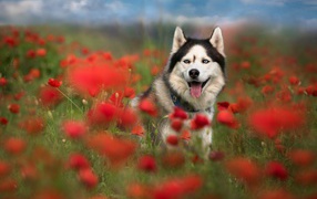 Хаски с высунутым языком сидит в цветах мака 