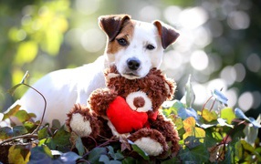 Джек Рассел Терьер с мягкой игрушкой медвежонком