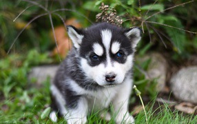 Маленький черно - белый щенок хаски сидит на траве