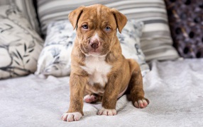 Маленький голубоглазый щенок питбуля сидит на кровати 