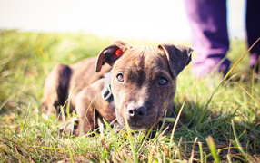 Маленький щенок питбуля лежит на траве
