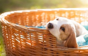 Маленький щенок грызет плетеную корзину
