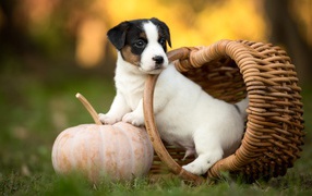 Маленький щенок сидит в корзине на зеленой траве с тыквой