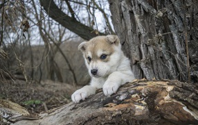 Маленький щенок сидит на сухом дереве в лесу