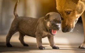 Маленький щенок с открытой пастью 