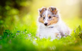 Маленький щенок шелти сидит в траве 