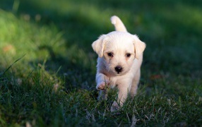 Маленький белый щенок идет по зеленой траве