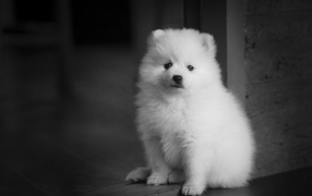 Маленький белый щенок шпица у двери 