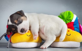 Щенок спит на детских пинетках 