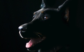 Породистая собака с высунутым языком на черном фоне