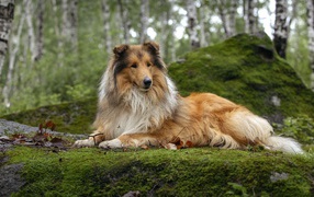 Длинношёрстный Колли лежит на покрытой мхом земле