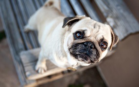 Грустный мопс смотрит на хозяина 