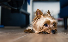 Грустный йоркширский терьер на полу