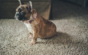 Маленький голубоглазый щенок французского бульдога 