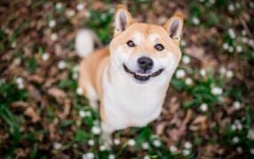 Улыбающаяся собака породы акита ину 