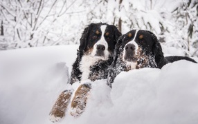 Две собаки Бернский зенненхунд лежат на снегу 