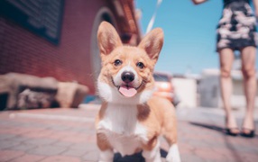 Смешной пес породы вельш-корги с высунутым языком