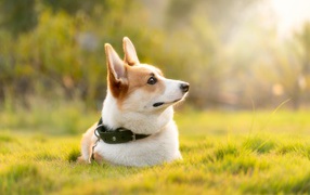 Собака породы вельш корги в ошейнике лежит на траве