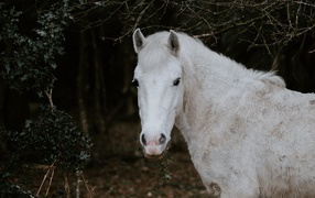 White horse grazing in the forest