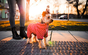 Йоркширский терьер в костюме на прогулке