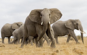 Стадо больших серых слонов в саванне