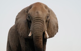 Большой индийский слон крупным планом