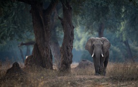 Большой серый слон идет у дерева